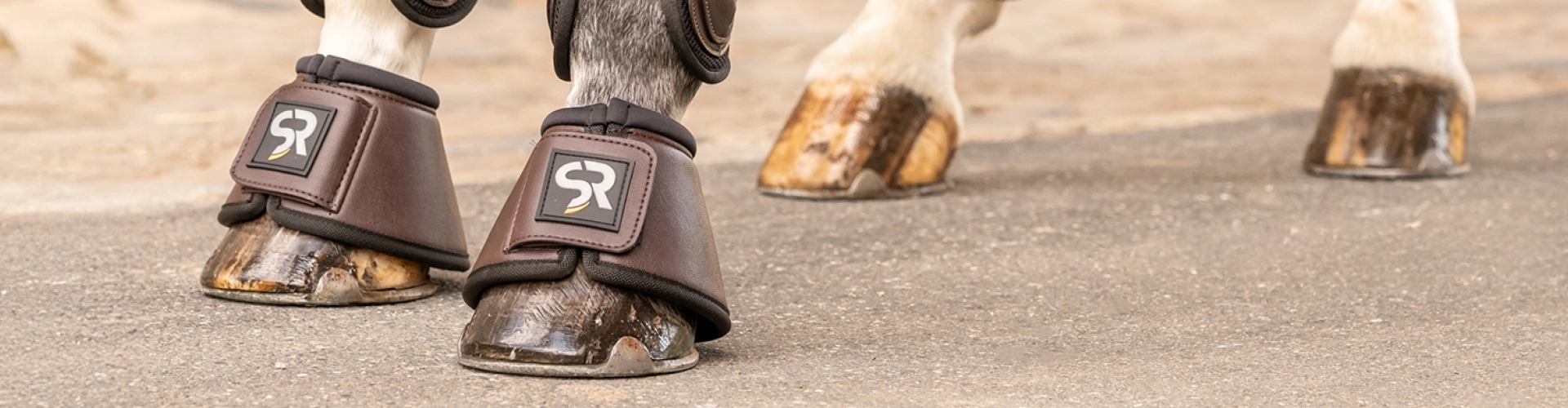 Vier Pferdehufen stehen auf auf dem Asphalt und die zwei vorderen Hufen tragen braune Leder Hufglocken  