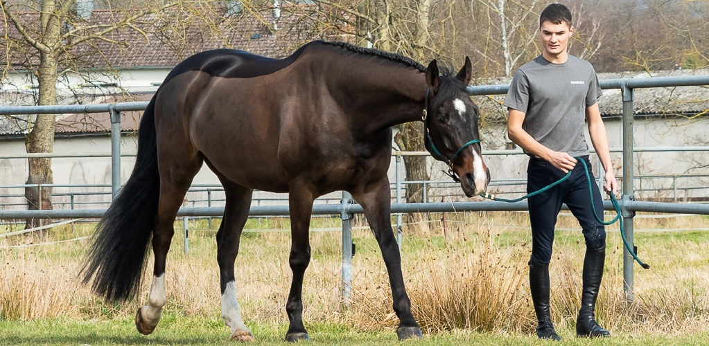 Lederhalfter mit Strick Denver Ein Pferd läuft mit seinem Reiter an einer Koppel entlang und es trägt das Lederhalfter Denver