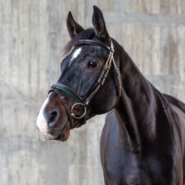 green padded english combined brown leather bridle hawaii with golden mounting including reins on a horse