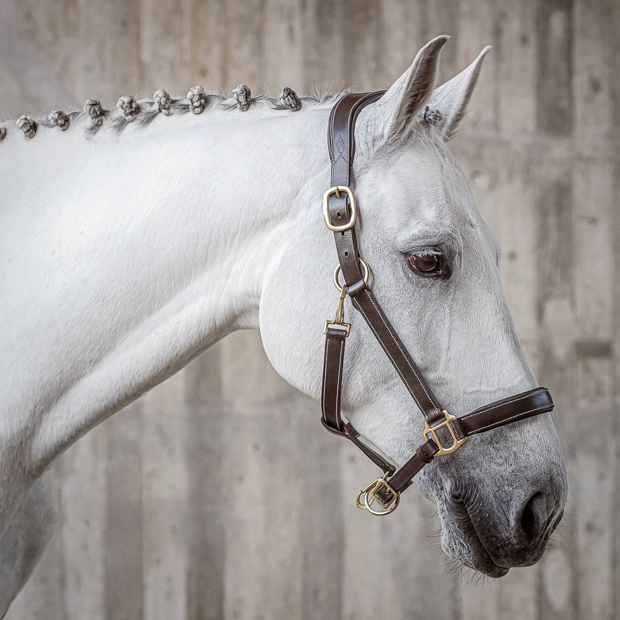 brown leather halter dallas with golden mounting including matching lead rope by sunride on a horse