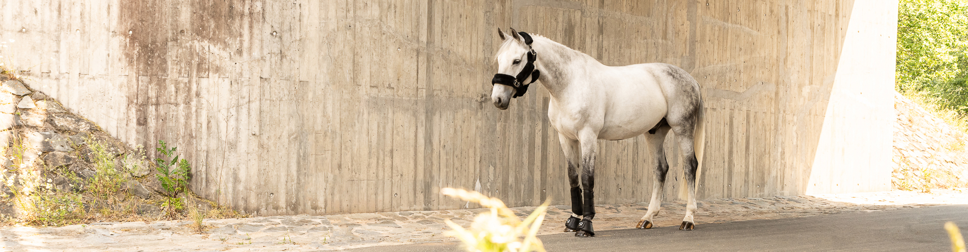 Dressage Boots