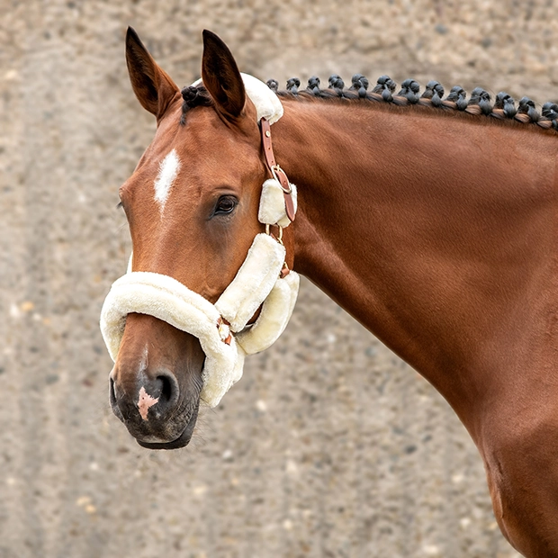 beige fur halter dover made from full leather halter including lead rope by sunride on the horse