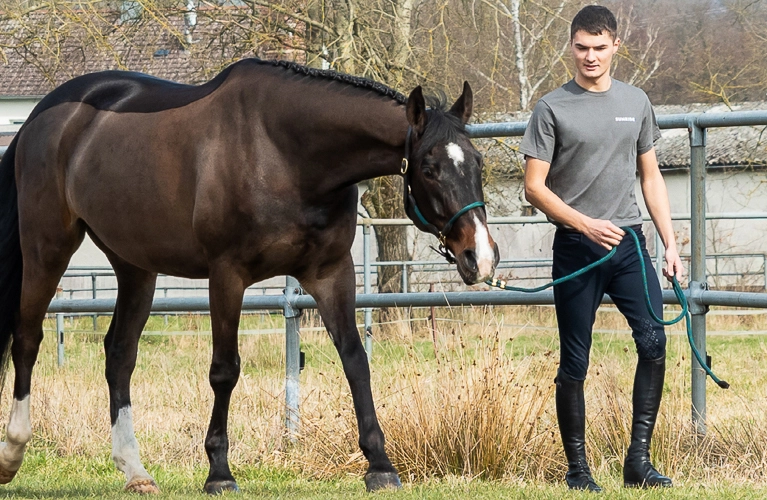 Lederhalfter mit Strick Denver Ein Pferd läuft mit seinem Reiter an einer Koppel entlang und es trägt das Lederhalfter Denver