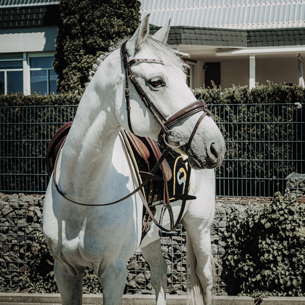 swedish leather bridle aspen with glossy nose band and matching gem stones in brown with golden mounting including reins on a horse in black and gold sr line equipment