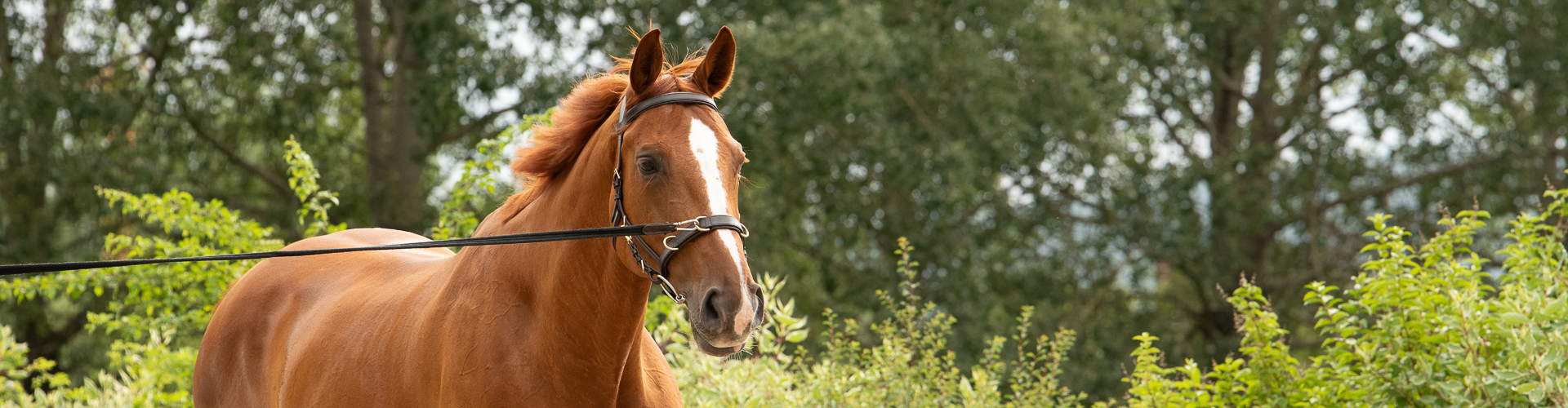 Cavesson Bridle