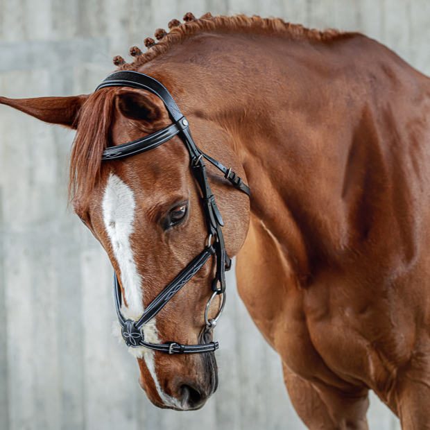 black mexican bridle acapulco with silver mounting including matching reins by sunride on a horse