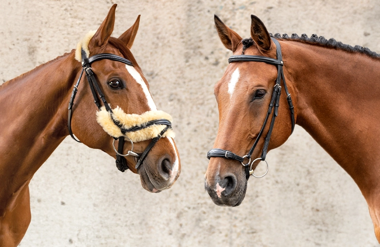 Trensen Zwei Pferde stehen sich gegenüber und tragen Trensen eines der Pferde hat eine Trense mit hellem Fellpolster