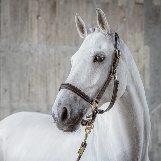 brown leather halter dallas with golden mounting including matching lead rope by sunride on a horse