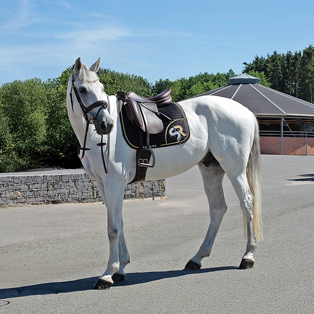 dressage saddle pad gold black breathable with fur on horse in full set breathable dressage saddle pad gold and black exclusive line with fur on withers under saddle on a horse in a full sunride set