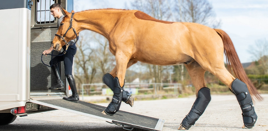 Transportgamaschen Ein Pferd mit Transportgamaschen läuft eine Rampe hinauf in einen Pferdeanhänger eine Reiterin führt es hinein