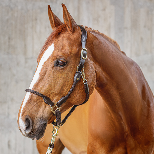 brown leather halter with brown ropes denver including rope on horse brown leather halter with brown ropes and golden mounting denver including lead rope by sunride on a horse