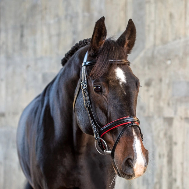 rot abgesetzte englisch kombinierte trense hawaii in schwarz von sunride inklusive passende zuegel am pferd