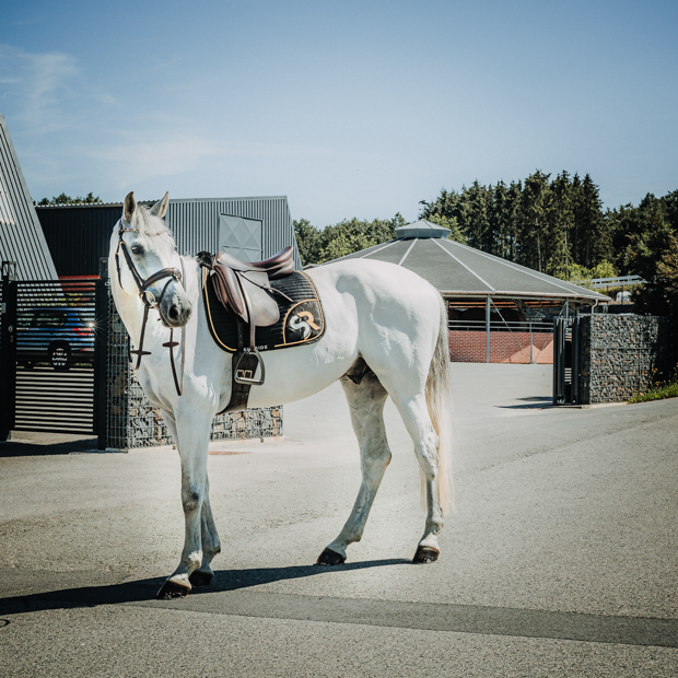 schwarz goldene dressurschabracke mit sr logo am pferd dressurschabracke in schwarz mit goldener umrandung sowie goldenem sr logo von sunride am pferd