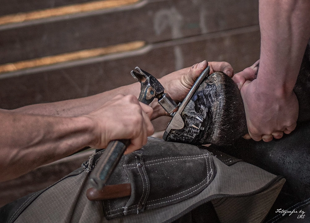the farrier shoes the horse’s hoof