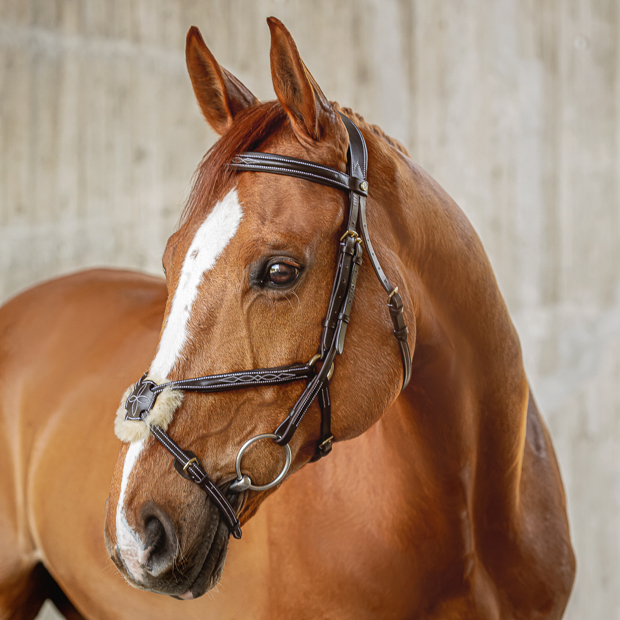 brown mexican bridle acapulco with golden mounting including matching reins by sunride on a horse