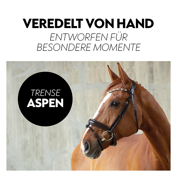 A close, up of a brown horse wearing a sleek black bridle, showcasing its elegant features against a neutral background.