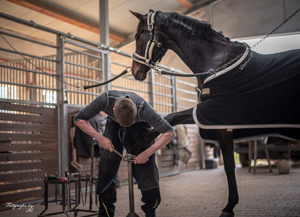 the farrier trims the horse’s hoof the farrier trims the horse’s hoof