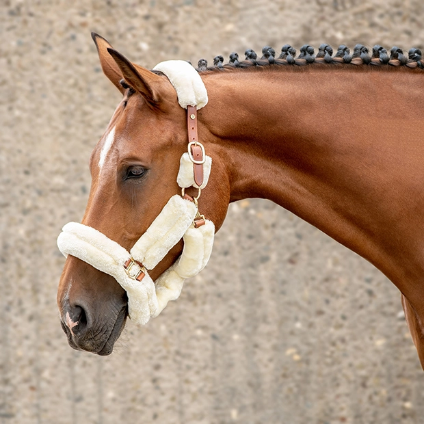 beige fur halter dover made from full leather halter including lead rope by sunride on the horse