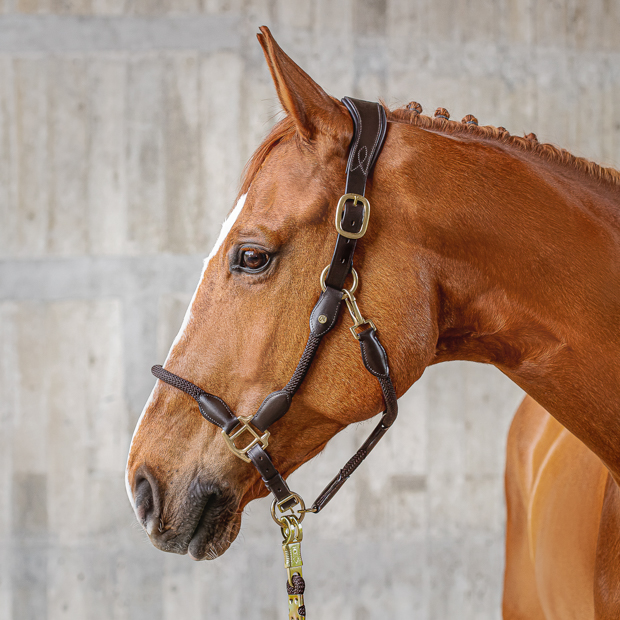 brown leather halter with brown ropes denver including rope on horse brown leather halter with brown ropes and golden mounting denver including lead rope by sunride on a horse