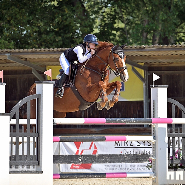 Leather Studguard Girth "Hickstead" Leather Studguard Girth "Hickstead"