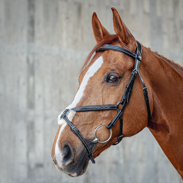 black mexican bridle acapulco with silver mounting including matching reins by sunride on a horse