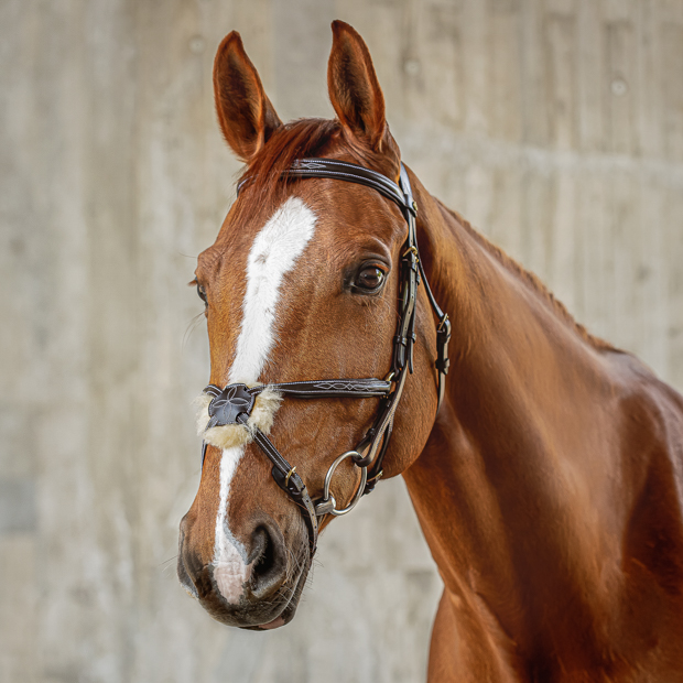 brown mexican bridle acapulco with golden mounting including matching reins by sunride on a horse