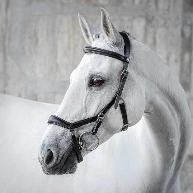 english combined black leather bridle york with silver mounting including reins by sunride  on a horse