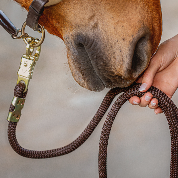 brown leather halter with brown ropes denver including rope detail brown leather halter with brown ropes and golden mounting denver with detailed view of  including lead rope by sunride